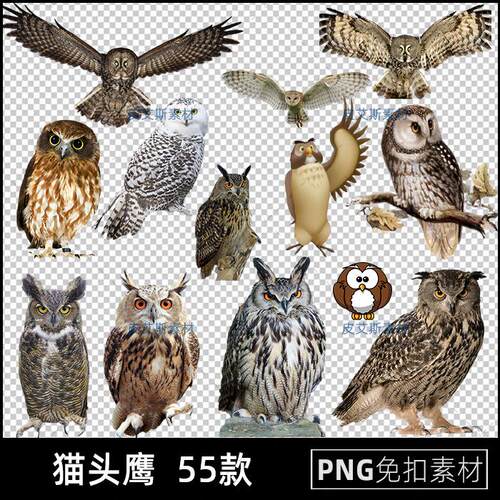 猫头鹰png免扣图动物飞禽透明背景免抠PS设计素材