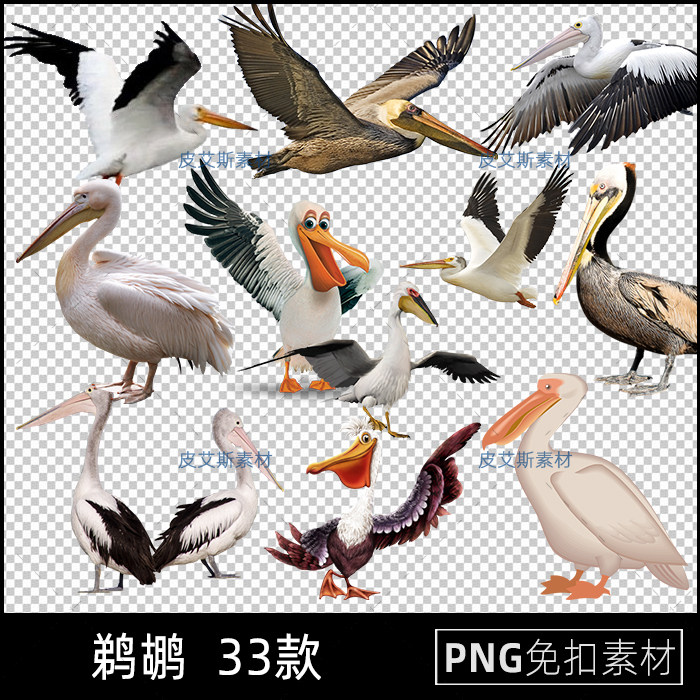 png免抠鹈鹕小鸟鸟类照片图片卡通透明底元素ps后期合成设计素材