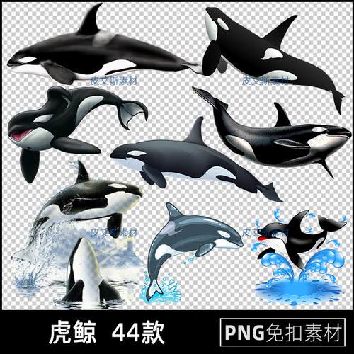 虎鲸png免扣图鲸鱼海洋动物透明背景免抠PS设计素材
