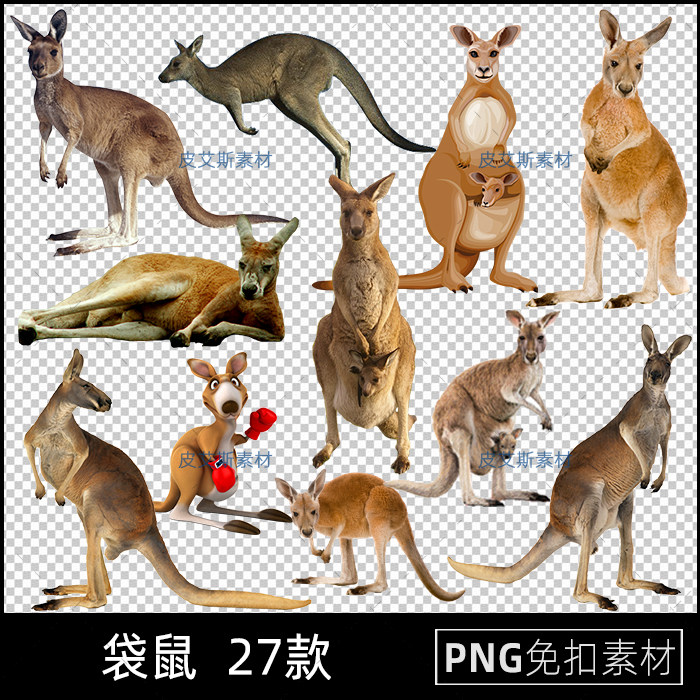 袋鼠PNG免抠图动物澳洲动物澳大利亚免扣图片ps设计素材