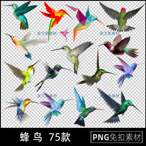 蜂鸟png免抠免扣图透明背景手绘插画蜂鸟PS设计素材