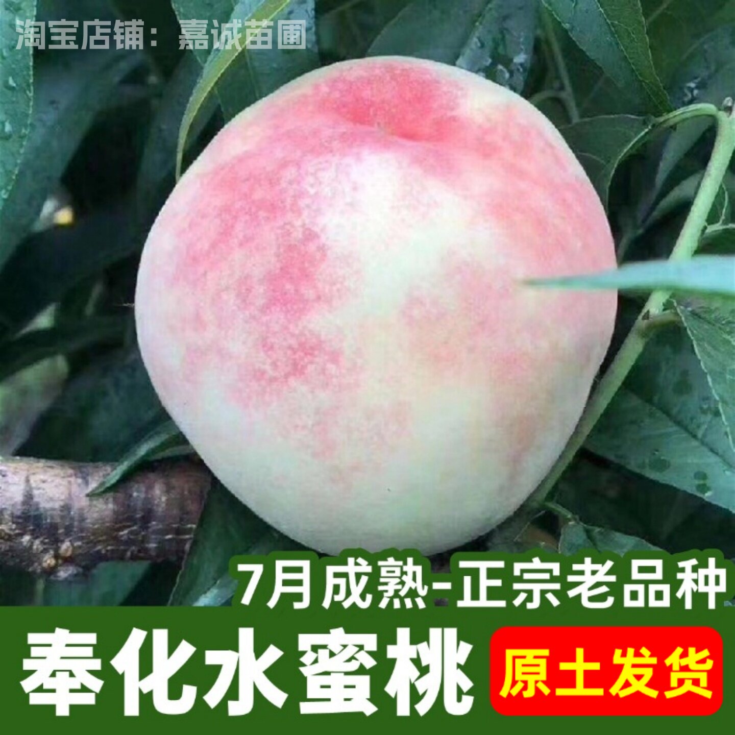 嫁接奉化玉露水蜜桃树苗特大果水蜜桃苗庭院盆栽地栽种植果树带土