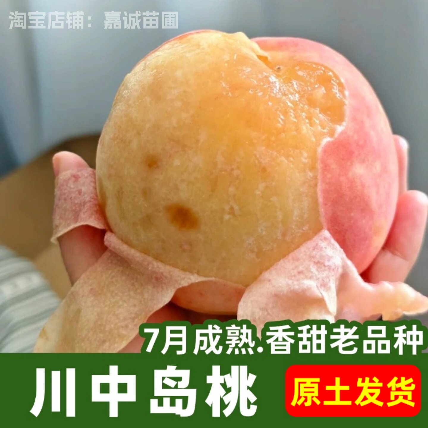 老品种日川水蜜桃树苗软甜川中岛桃苗盆栽庭院桃树果苗南北方带土