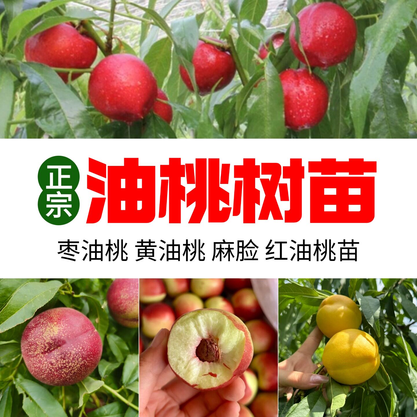 嫁接油桃树果苗枣油桃苗早熟特大麻脸黄肉黑皮158桃树苗带土发货