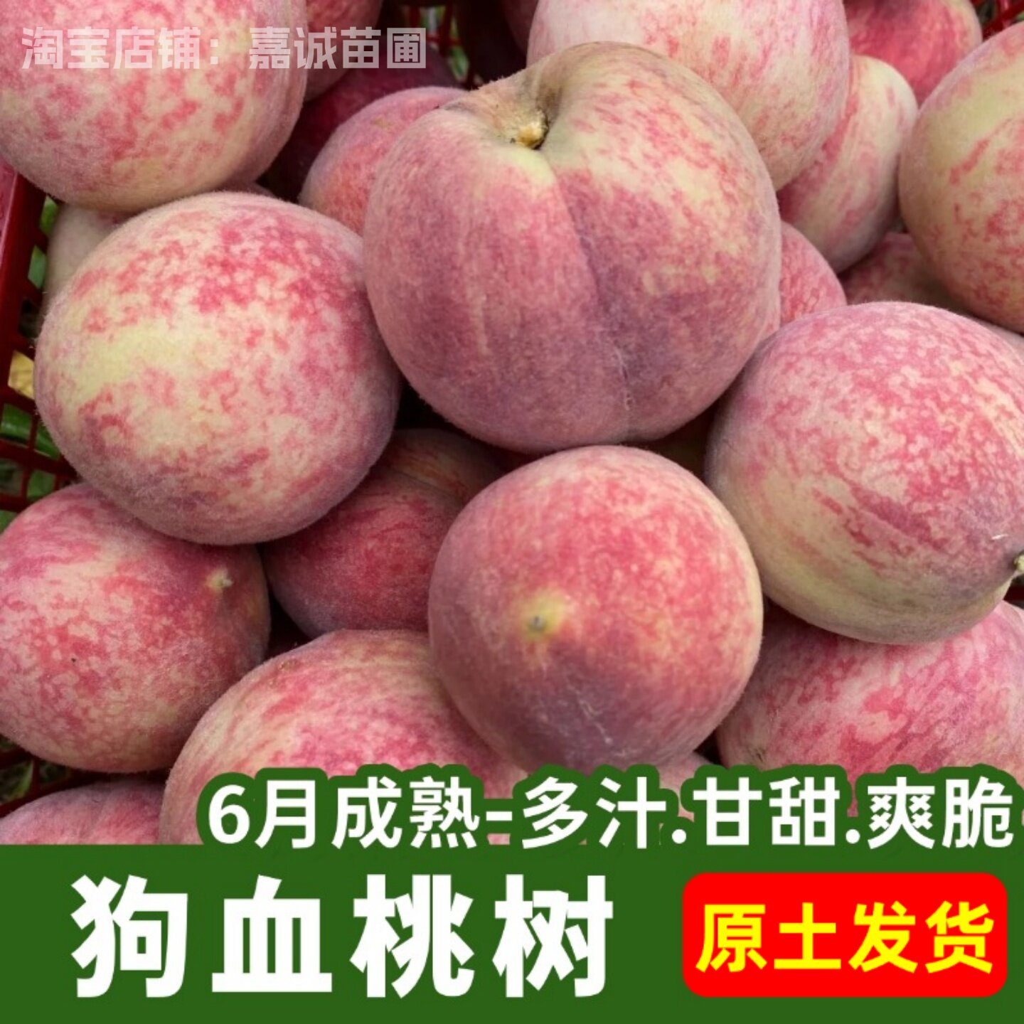 桃树果苗嫁接狗血桃树苗早熟红肉中华血桃苗南方北方盆栽地栽带土