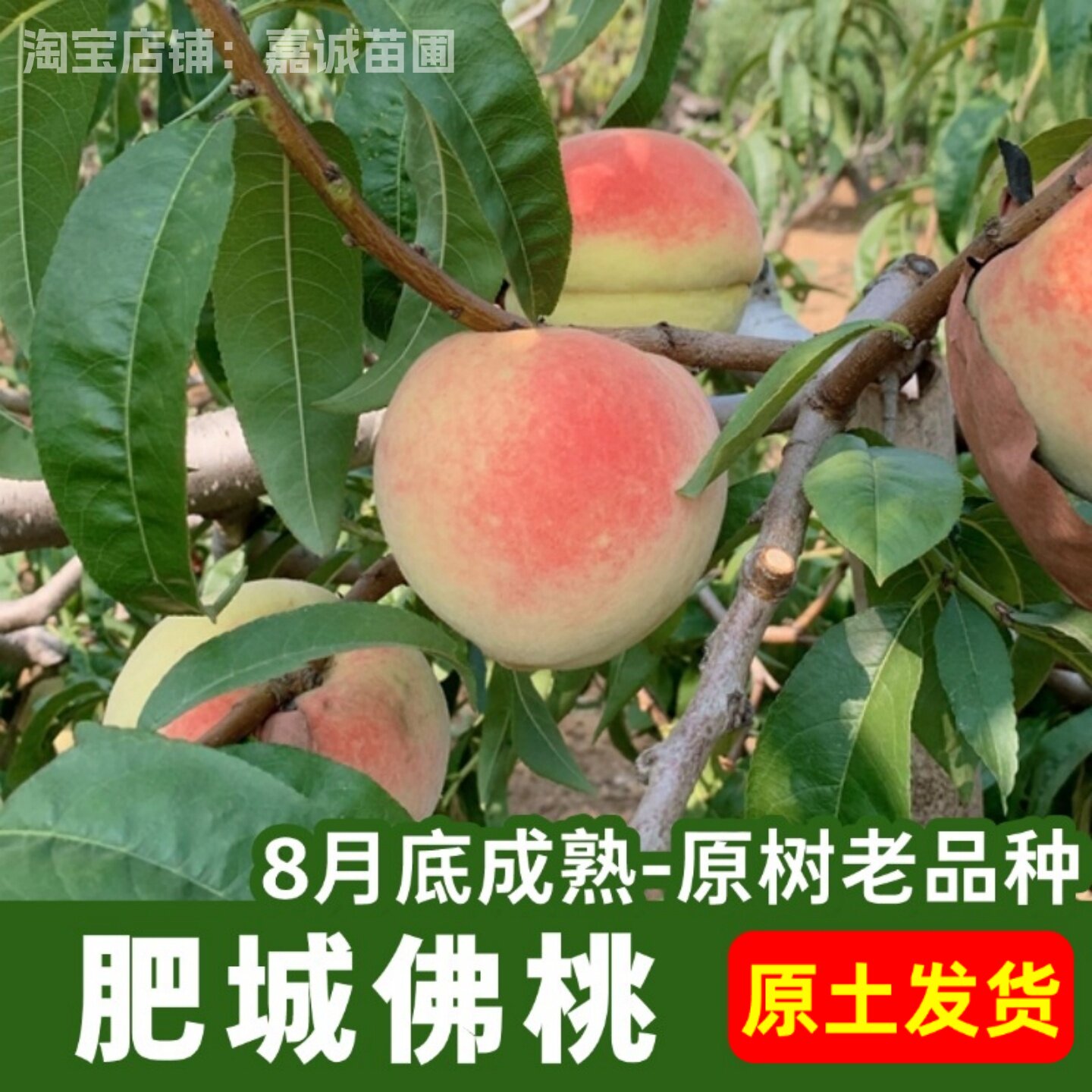 肥城佛桃树苗嫁接8月成熟老品种水蜜桃苗北南方种植盆栽地栽带土