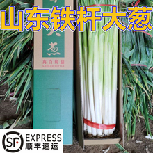 顺丰包邮章丘新鲜铁杆大葱精选礼盒装章丘发货脆甜微辣大葱