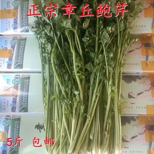 费净芹5斤原产地新鲜蔬菜无丝无渣芹菜凉拌菜 24年新鲜鲍芹顺丰 免邮