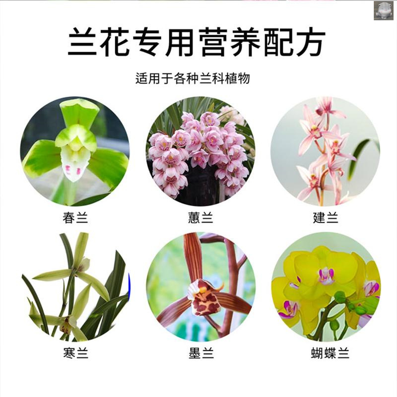 东方新选灵王微生物兰菌植剂兰科生物专用菌兰IFP花根催芽肥料营