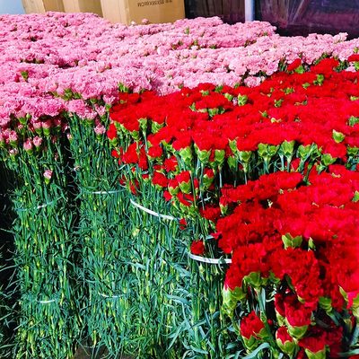 康乃馨鲜切花云南昆明基地直发卧室客厅花卉观花加配草