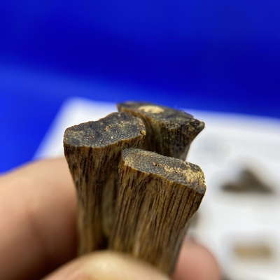 【树心油绿奇楠】棋楠原材料实心全油的高品质蜜香凉棋韵68元一克