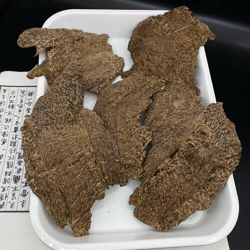 沉水老料芽庄沉香铁头 扭结铁头沉香 花香凉蜜香味扑鼻厚肉透顶油