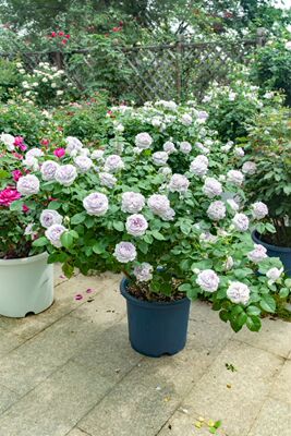 新品月季合集空山新雨浮光知槿玉衡桃花影等根接苗  灌木勤花丰花