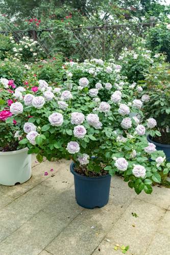 青雾新品月季根接苗 灌木勤花丰花