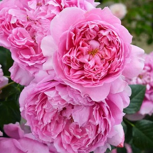 根接清场2 包对版 朱丽叶 包邮 阳台盆栽 阳光笑容天鹅古董等2棵 夏季