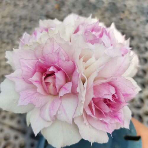 新品天方夜谭芽变2号月季 灌木勤花浓香抗病丰花