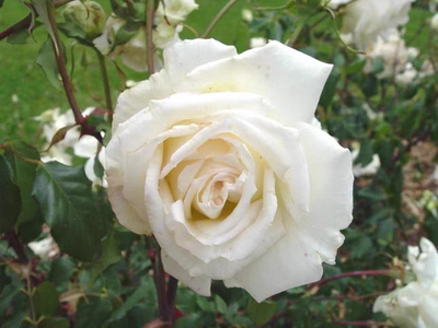 茶月季 弗雷霍布斯夫人/福莱霍比斯夫人 古典灌木勤花大花