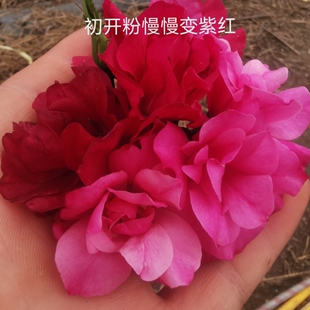 尖瓣变色月月红月季 勤花灌木月月盛开耐热免春化