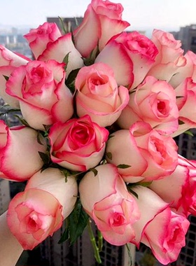 秋季根接清场合集5 伊芙系列 粉天方 集市 玛丽玫瑰等 满10元包邮