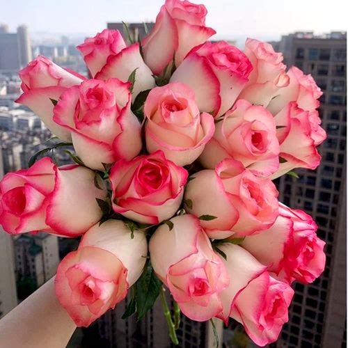 秋季根接清场合集5 伊芙系列 粉天方 集市 玛丽玫瑰等 满10元包邮