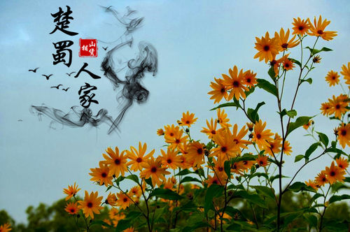 生洋姜多少钱 生洋姜价格 小麦优选