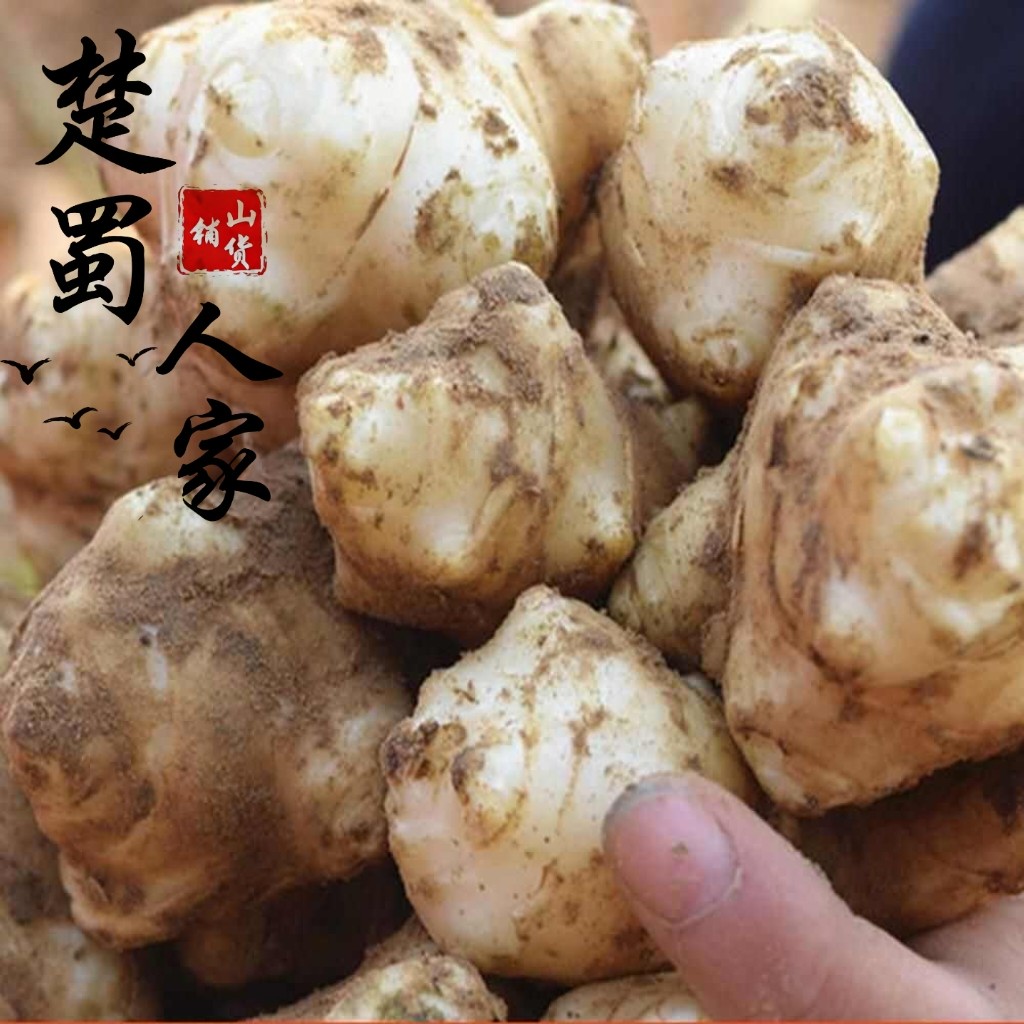 洋姜新鲜现挖9斤1斤菊芋不辣野生鬼子姜种子生阳姜腌菜泡菜酱包邮