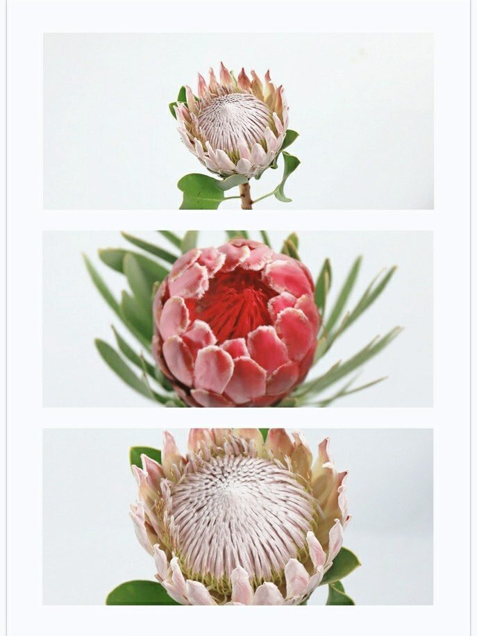 新鲜进口南非帝王公主鲜花家用办公室水养花餐桌插花云南基地直发