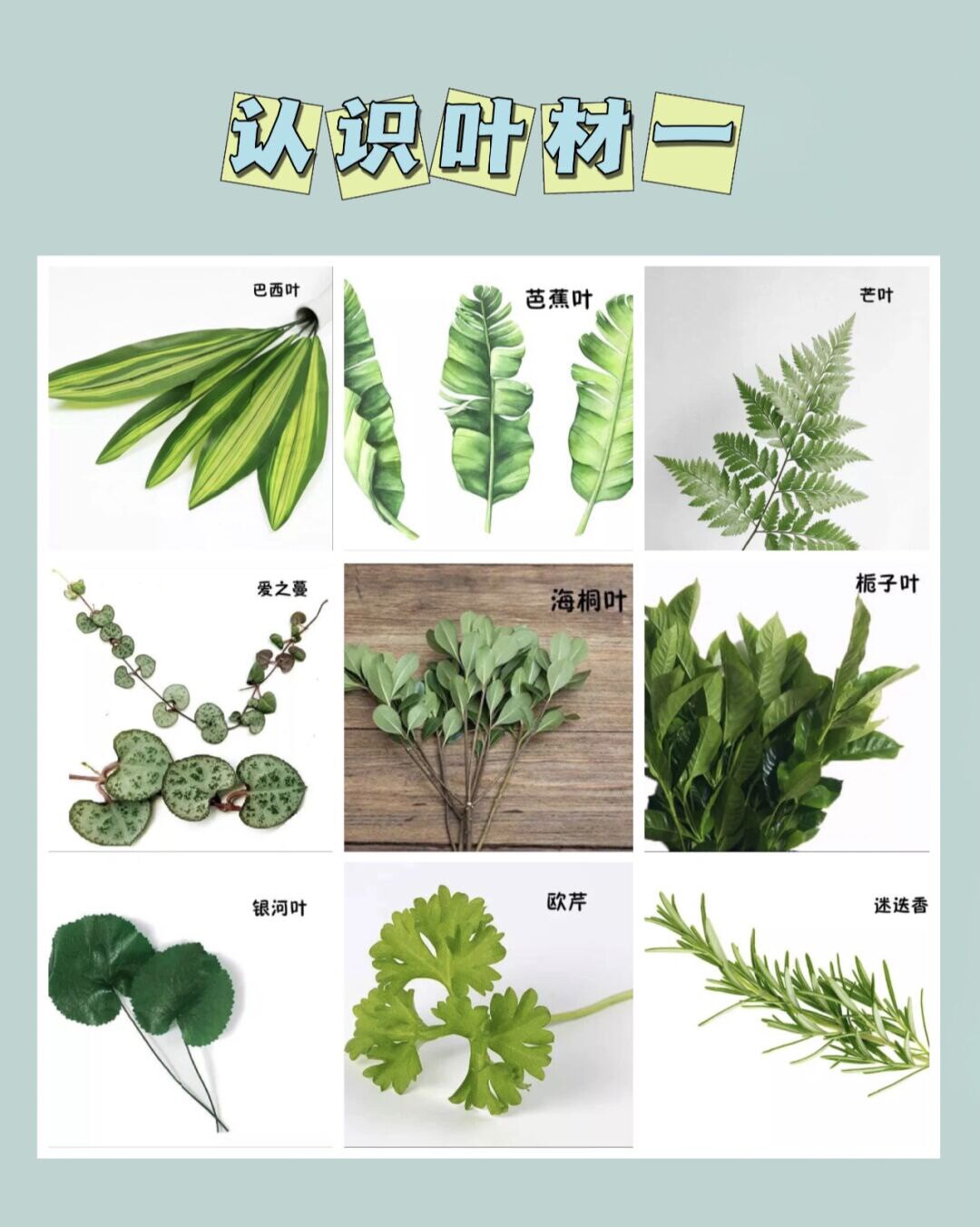 新鲜栀子叶龟背叶高山羊齿巴西叶排草鲜花家庭办公室配叶云南直发