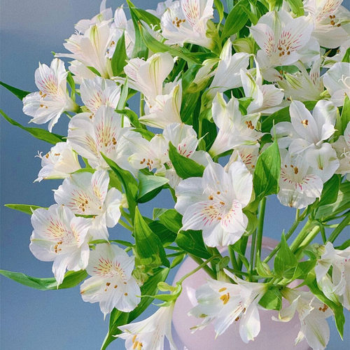 鲜切花水仙百合鲜花多头六出花家庭办公室插花水养花束云南直发