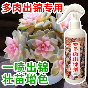 多肉出锦药水变红金枝玉叶开花吹雪之松增色专用营养液开花