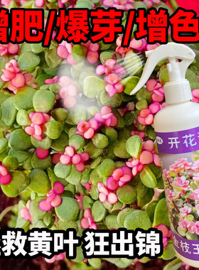 金枝玉叶开花液专用营养液
