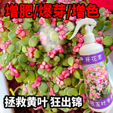 金枝玉叶开花素多肉出锦喷剂玉树吹雪之松锦金枝玉叶肥料变红变色