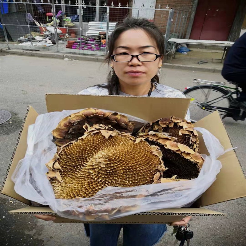 空葵花盘干葵花籽盘，向日葵花盘药用葵花头中药材，葵花头质量好