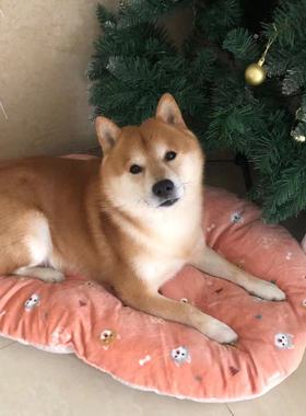 此木家 overthink柴犬垫子狗窝中小型犬猫睡垫宠物秋冬舒适保暖垫