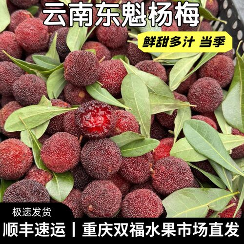 云南新鲜东魁杨梅3斤5斤装