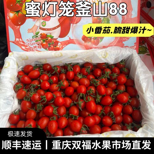 蜜灯笼釜山88小番茄净重约1.8斤脆甜爆汁新鲜水果重庆双福顺丰1