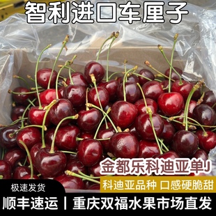 科迪亚单JD金都乐智利进口车厘子原箱5斤10斤礼盒装孕妇水果双福