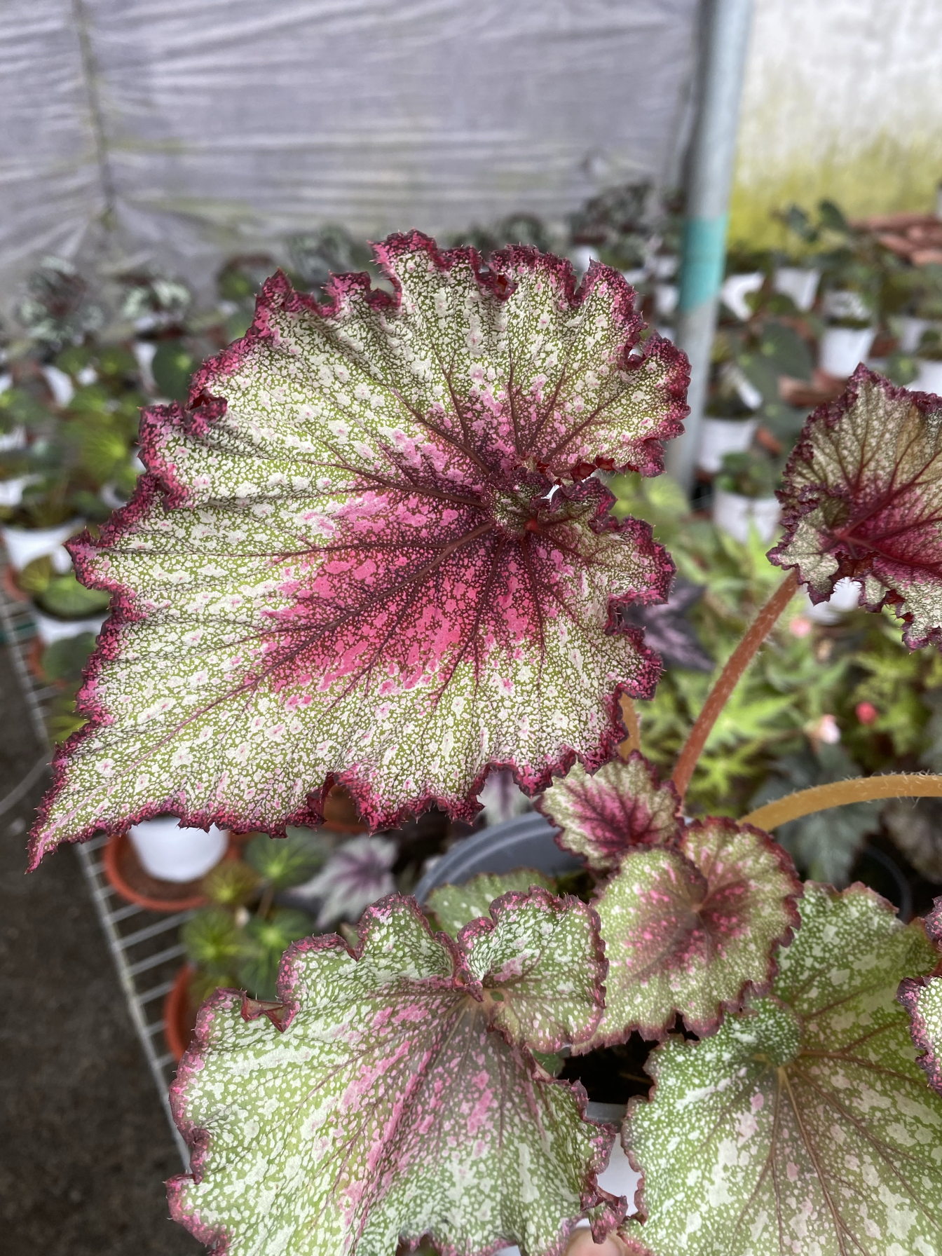 星云秋海棠盆栽反蓝光蟆叶大型室内绿植观叶开花电视柜旁茶几阳台