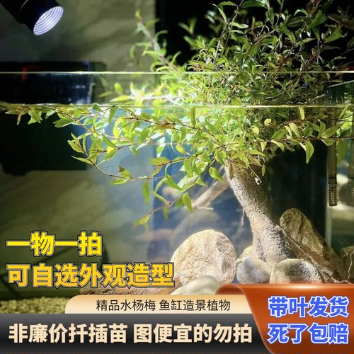 水杨梅鱼缸造景水栀子花老桩水陆缸造景水上叶水培根绿植微型盆栽