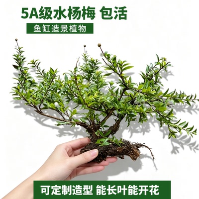 水杨梅鱼缸造景精品老桩飘枝碳化水培植物丛林桩盆栽绿植假山造景
