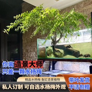 鱼缸小叶水杨梅植物鱼缸造景老桩飘枝水培一物一拍盆景庭院布置