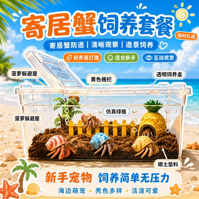 小豆丁寄居蟹造景套餐好养活