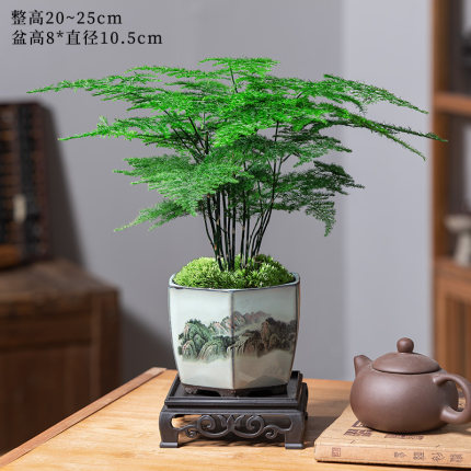 精品文竹盆栽绿植室内盆景花卉办公室桌面摆件客厅植物四季好养活