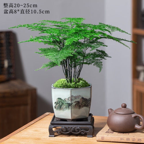 精品文竹盆栽绿植室内盆景摆件