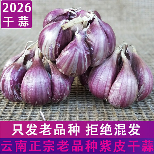 正宗云南紫皮老品种红皮大蒜新蒜