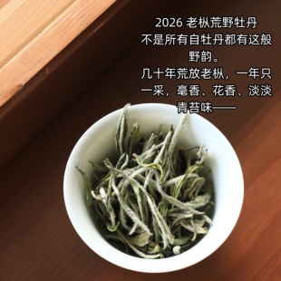 春醉福鼎白茶2026年老枞1号荒野白牡丹正宗磻溪老树茶叶内质丰富