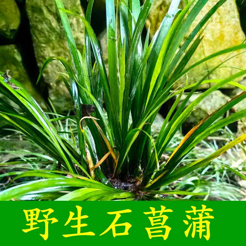 石菖蒲野生采摘绿植四季常青