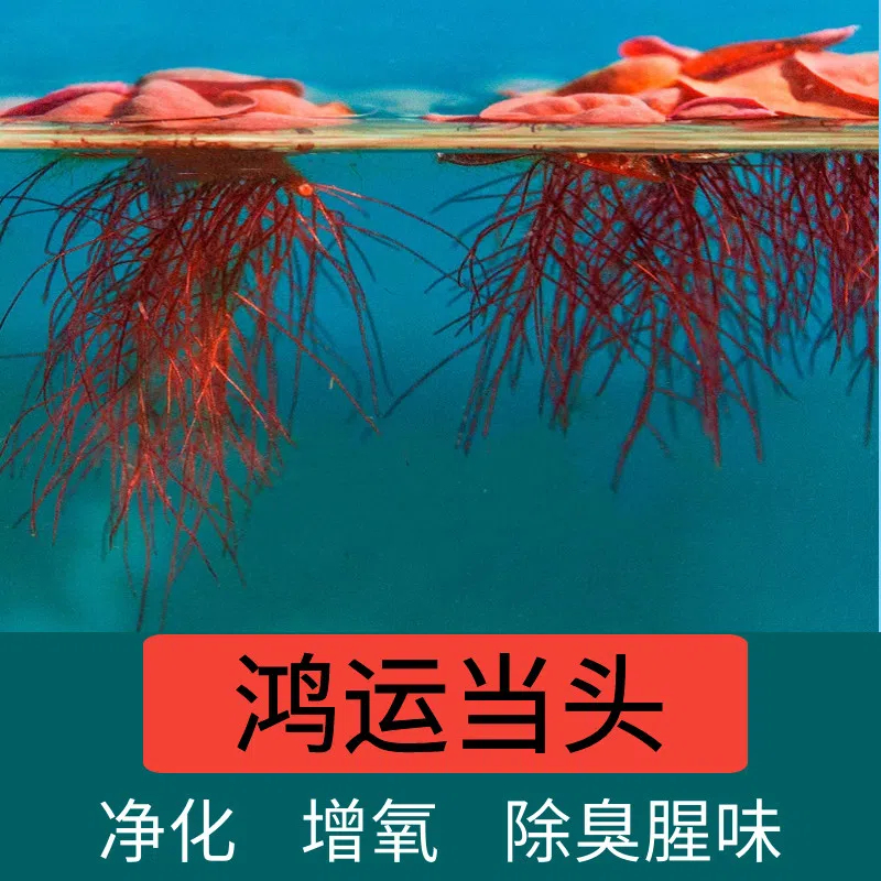 鱼缸水草浮萍水培植物养金鱼养龟造景装饰净化水质增氧室内小绿植