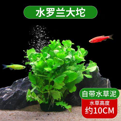 水罗兰水草大叶菊鱼缸植物