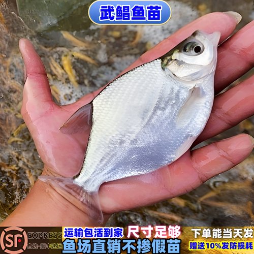 武昌鱼苗淡水鳊鱼苗活体三角鲂鱼团头鲂鱼三角边鱼沙边鱼养殖冷水